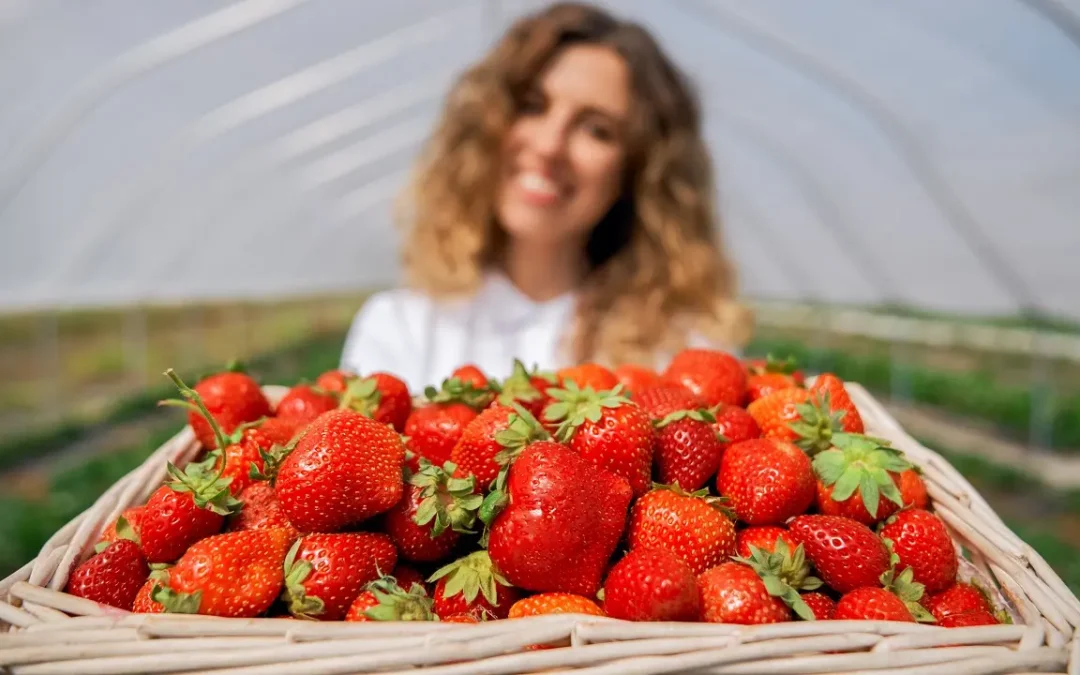 Morango: a verdade para escolher os melhores do mercado