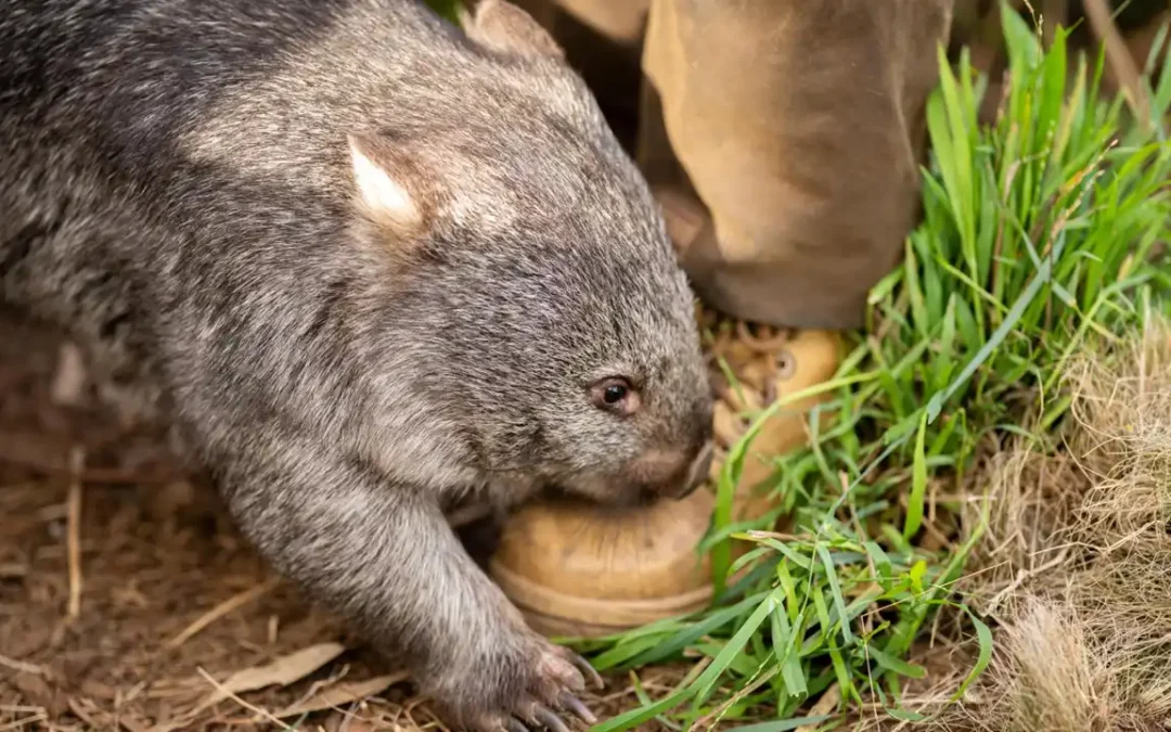 Wombat: conheça o animal mais fofo do mundo que tem um bumbum mortal