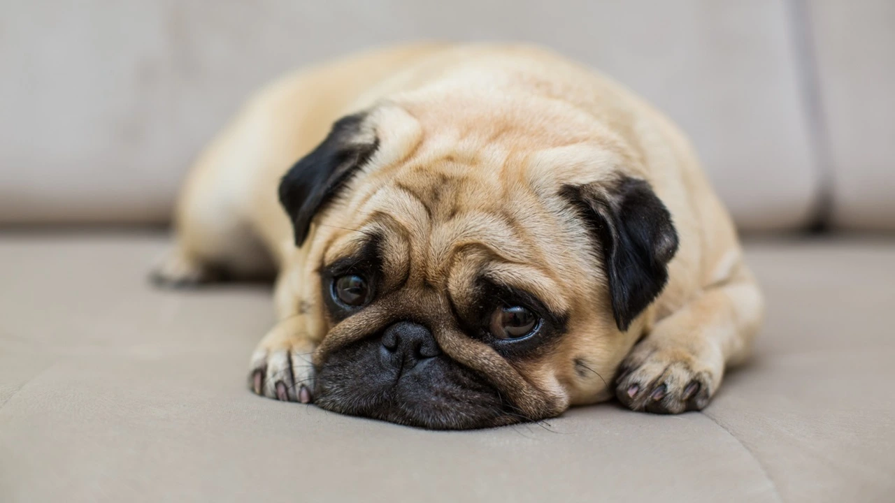 Como saber se seu animal tem depressão?