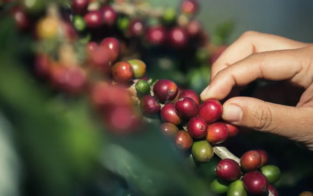 Anvisa proíbe essas marcas de café e você pode ter na mesa: confira