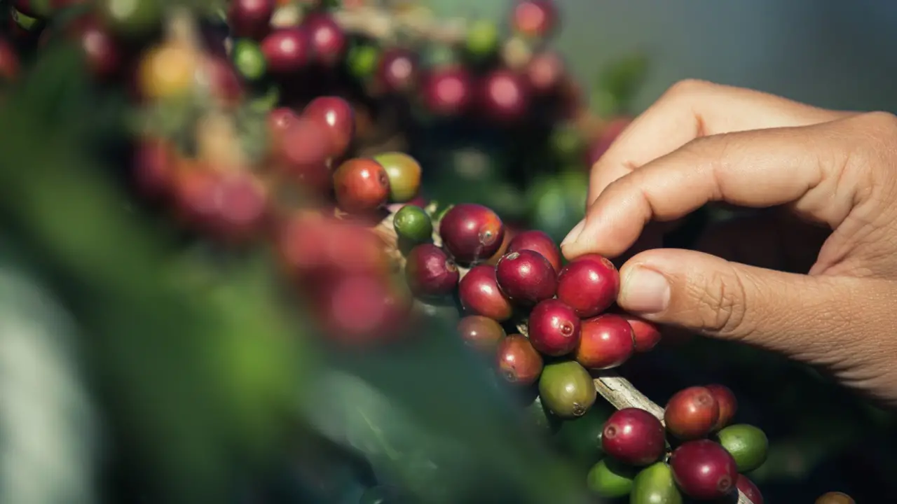 Marcas de café que a Anvisa proibiu.