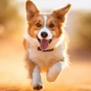 7 formas de um cachorro falar com você pela linguagem corporal