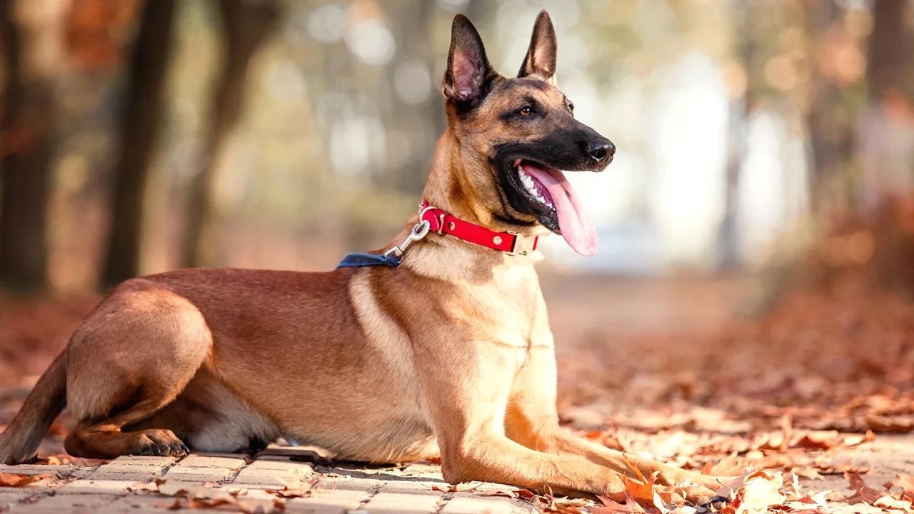 Qual é o cachorro mais inteligente do mundo?