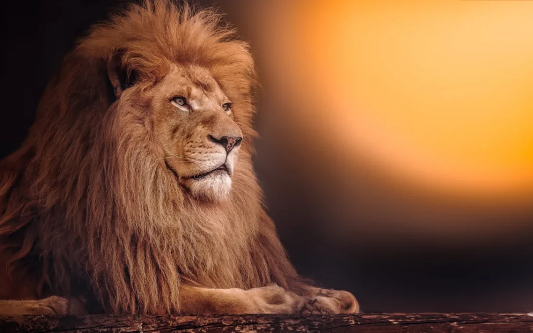 Quem é o rei da selva africana? Acredite, não é o leão