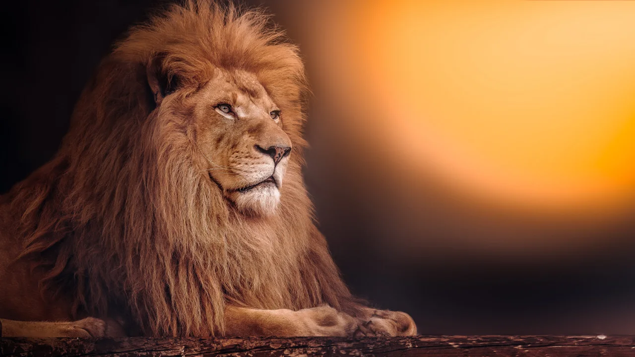 Quem é o rei da selva africana? Infelizmente, não é o leão!