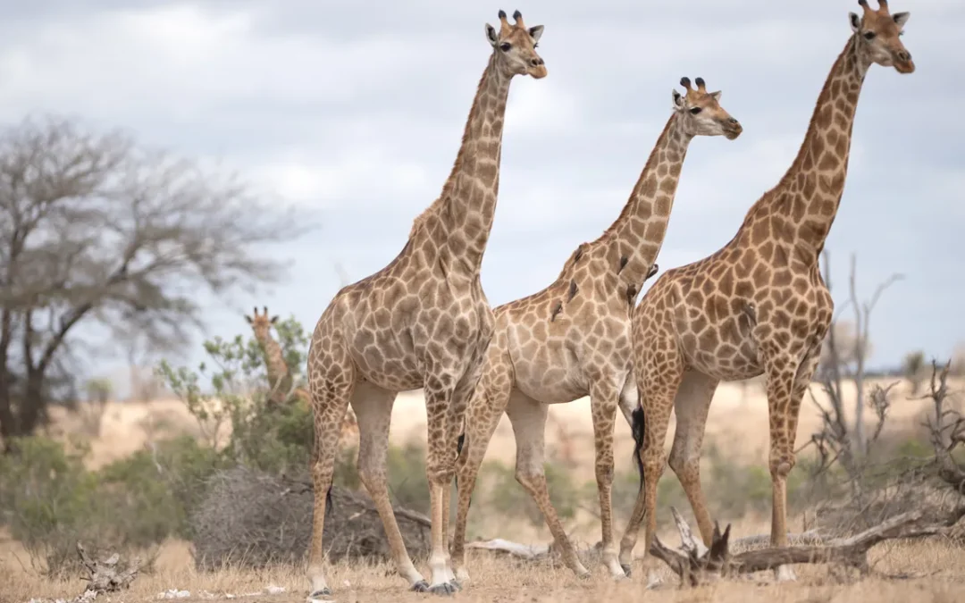 Você sabe qual é o coletivo de ‘girafas’? A resposta irá surpreender você