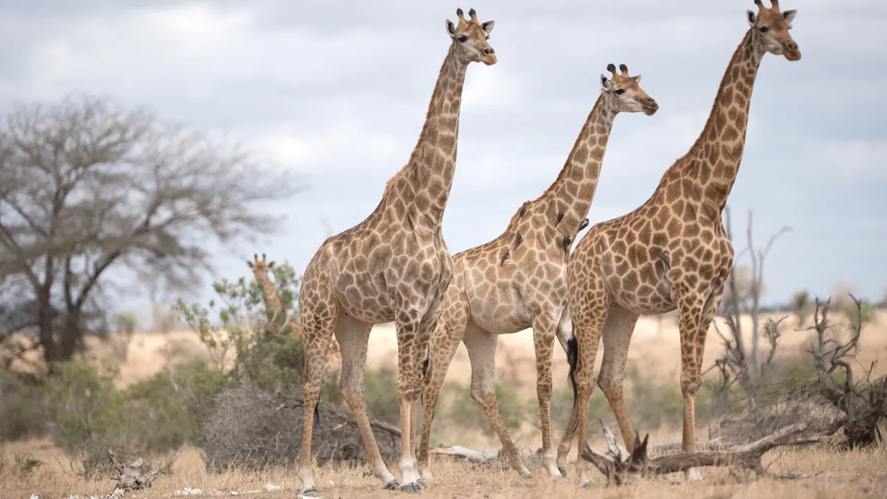Você sabe qual é o coletivo de 'girafas'? A resposta irá surpreender você