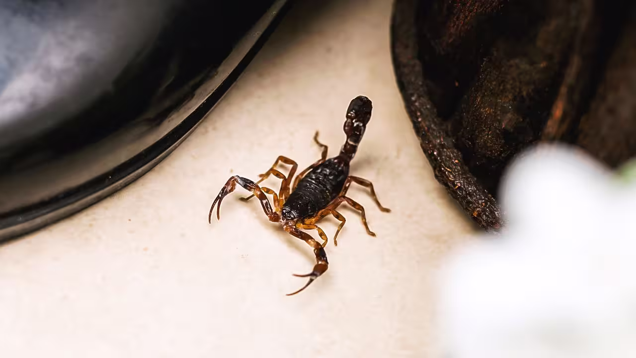 Você pode estar convidando escorpiões para sua casa sem saber