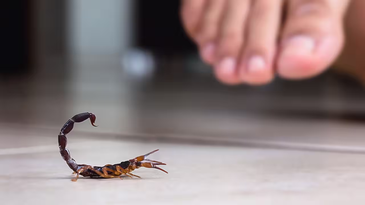 Você pode estar convidando escorpiões para sua casa sem saber