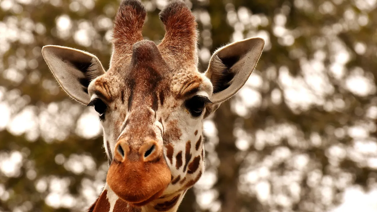 Você sabe qual é o coletivo de 'girafas'? A resposta irá surpreender você