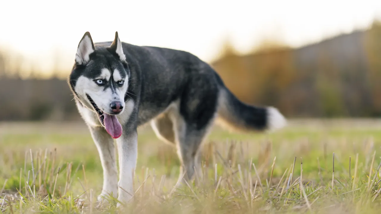 Husky Siberiano. Foto: Freepik.