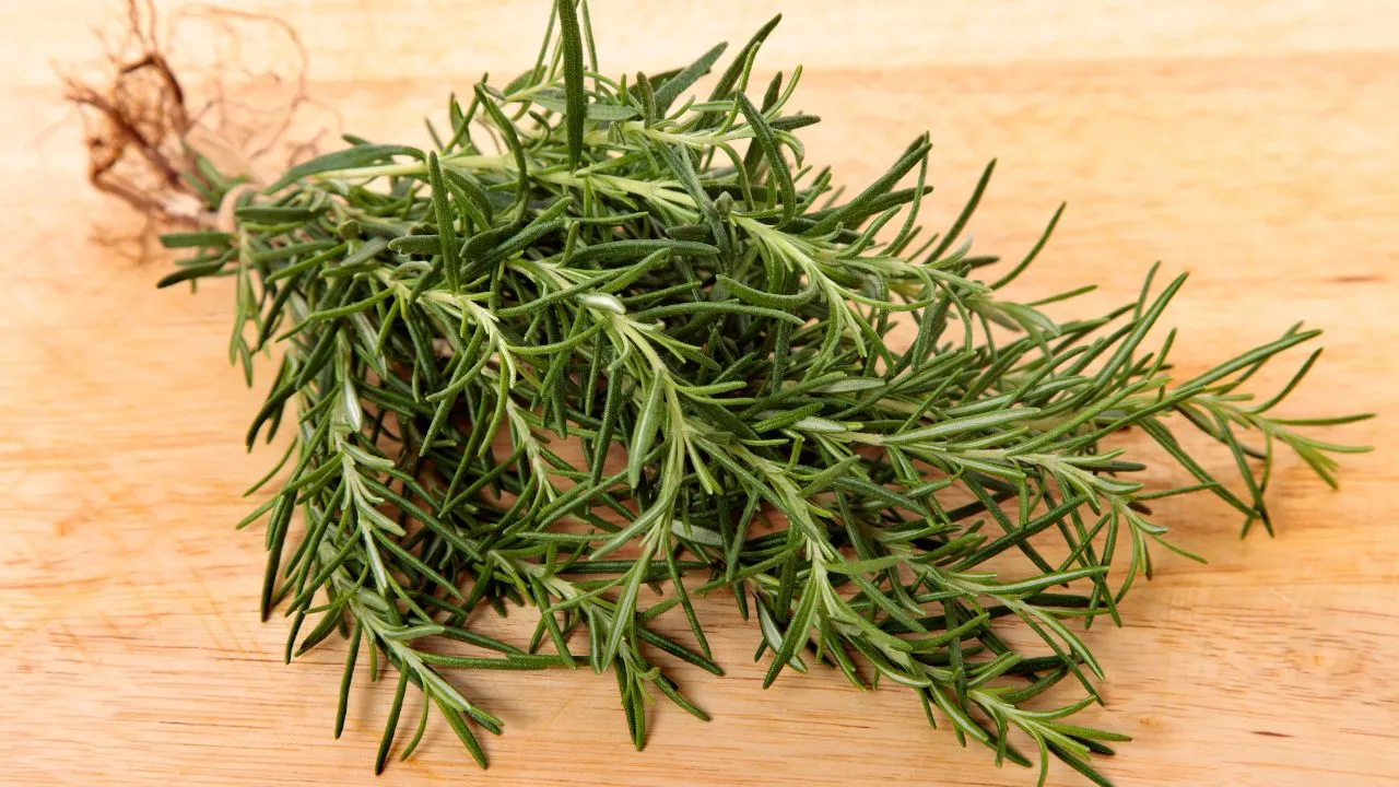 Plantas que ajudam a afastar moscas da cozinha sem produtos químicos