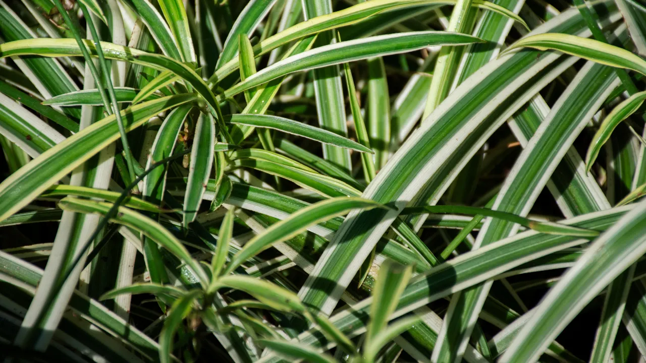 Plantas que ajudam a afastar moscas da cozinha sem produtos químicos