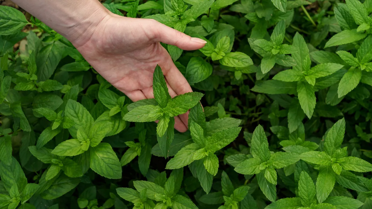Plantas que ajudam a afastar moscas da cozinha sem produtos químicos