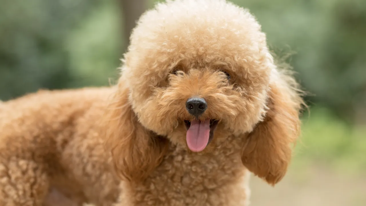 Poodle.