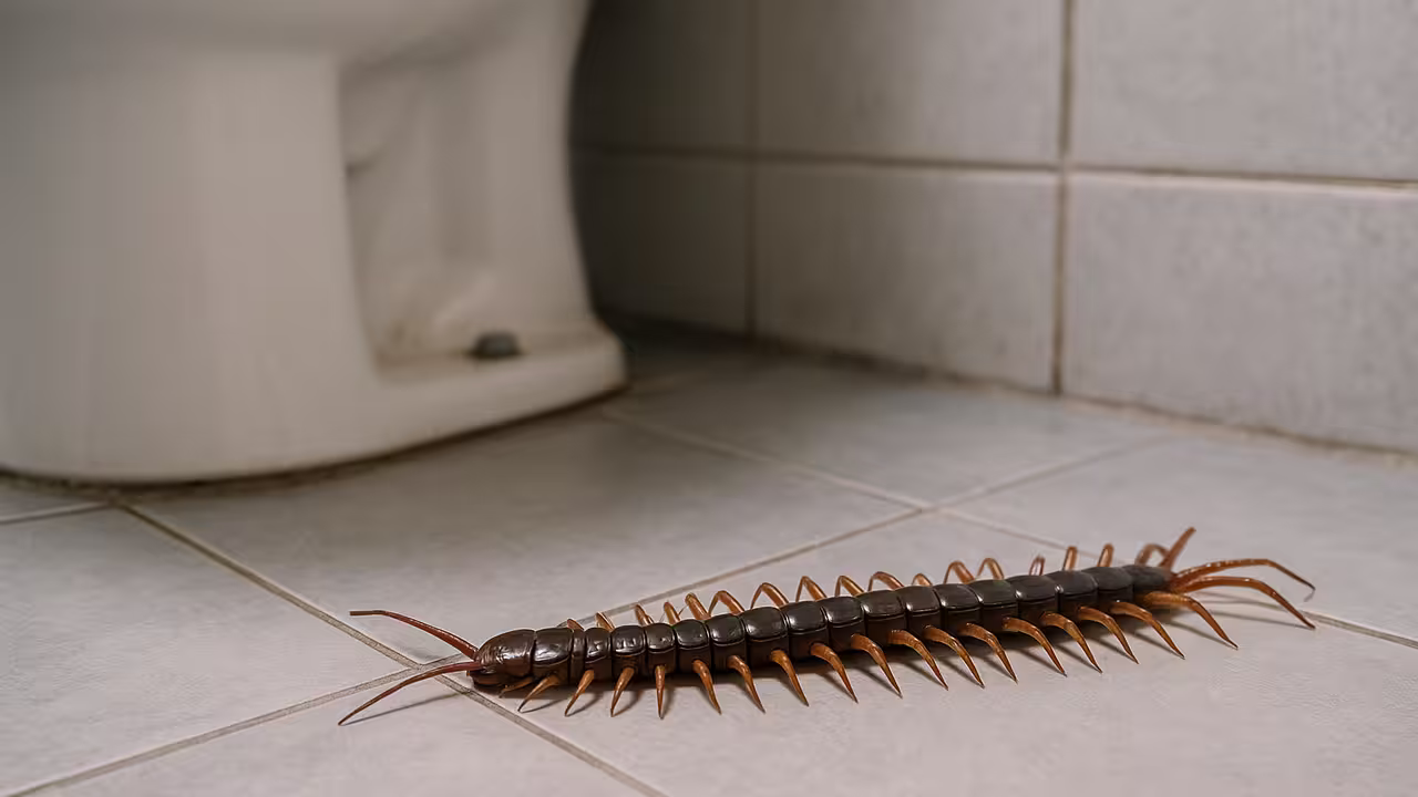 Este é o detalhe na sua casa que atrai lacraias e você não sabia